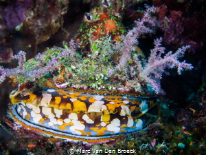 Shell colors by Marc Van Den Broeck 